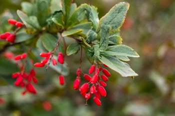Berberine gezondheidsvoordelen