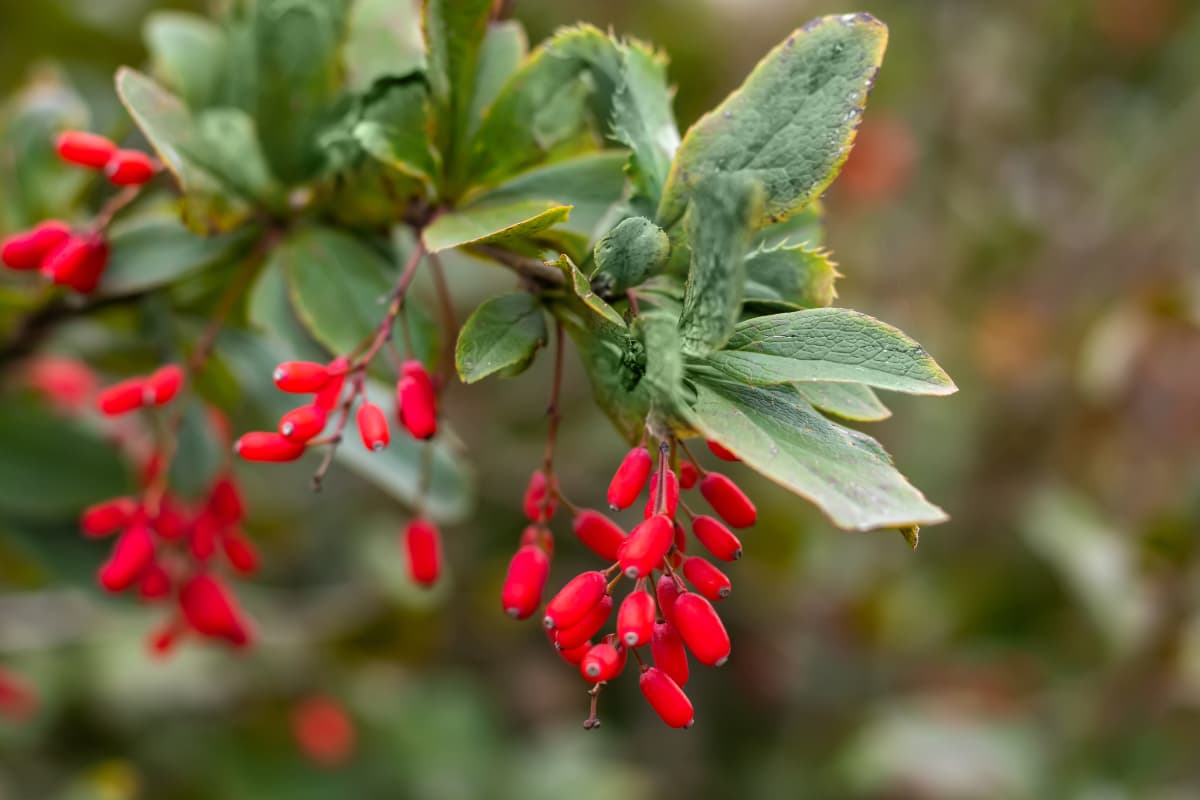 Berberine gezondheidsvoordelen