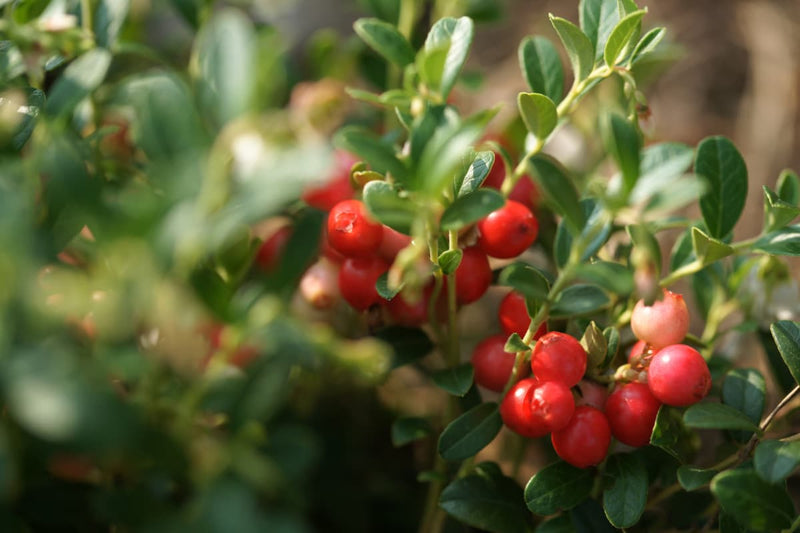 Cranberry voordelen voor vrouwen